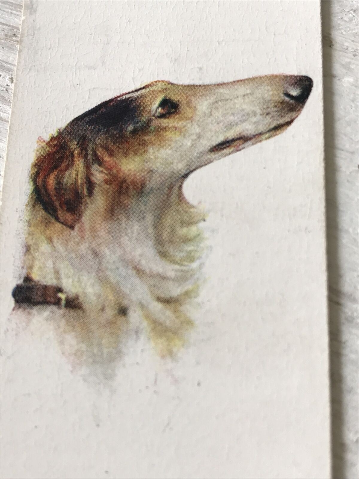 Players Cigarette Card - Dogs - No. 5 Borzoi - Russian Hunting Dog - From Arthur Wardle Painting