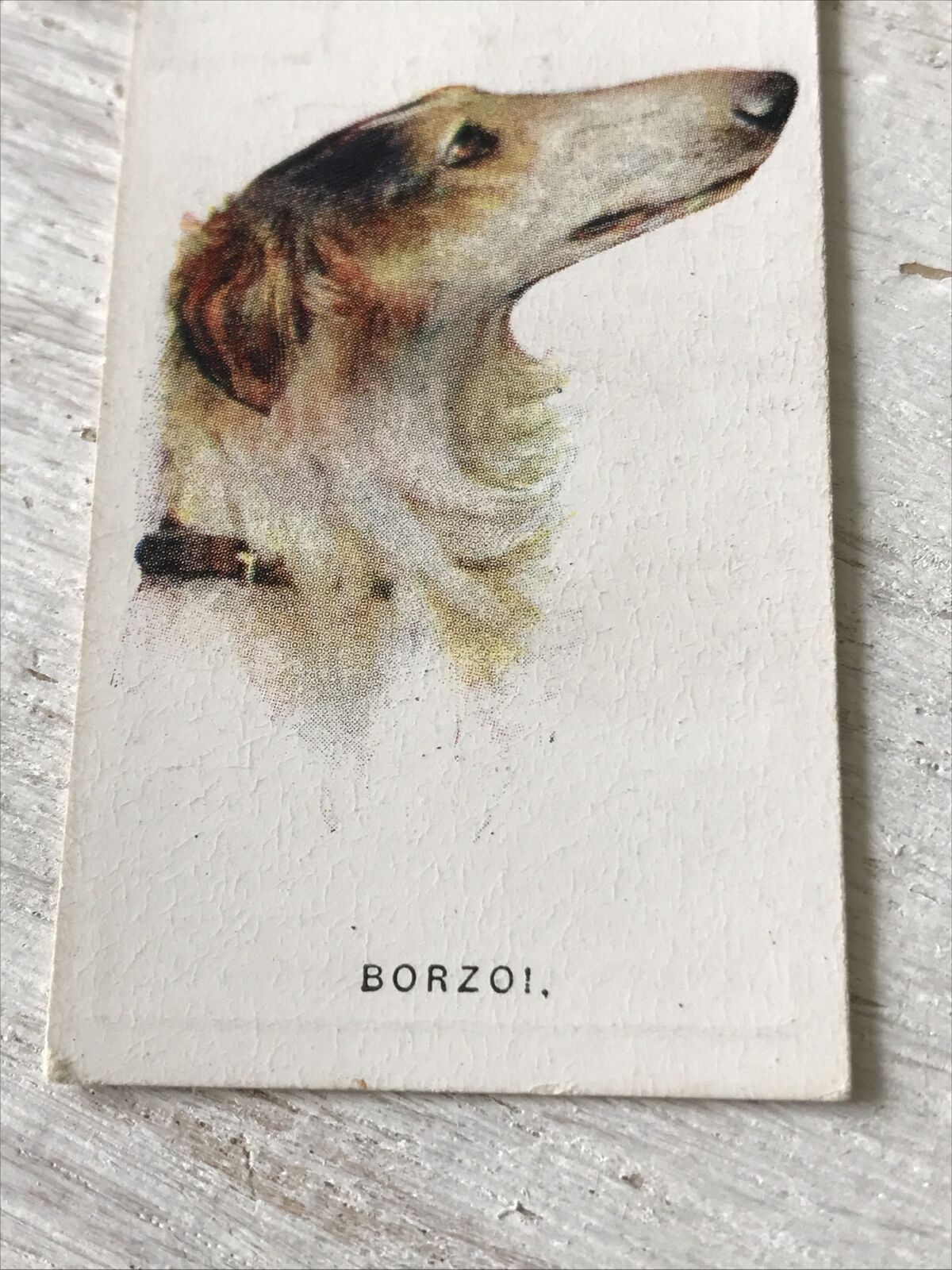 Players Cigarette Card - Dogs - No. 5 Borzoi - Russian Hunting Dog - From Arthur Wardle Painting