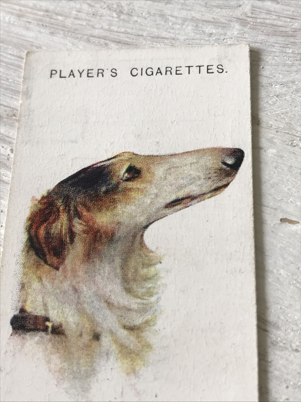 Players Cigarette Card - Dogs - No. 5 Borzoi - Russian Hunting Dog - From Arthur Wardle Painting