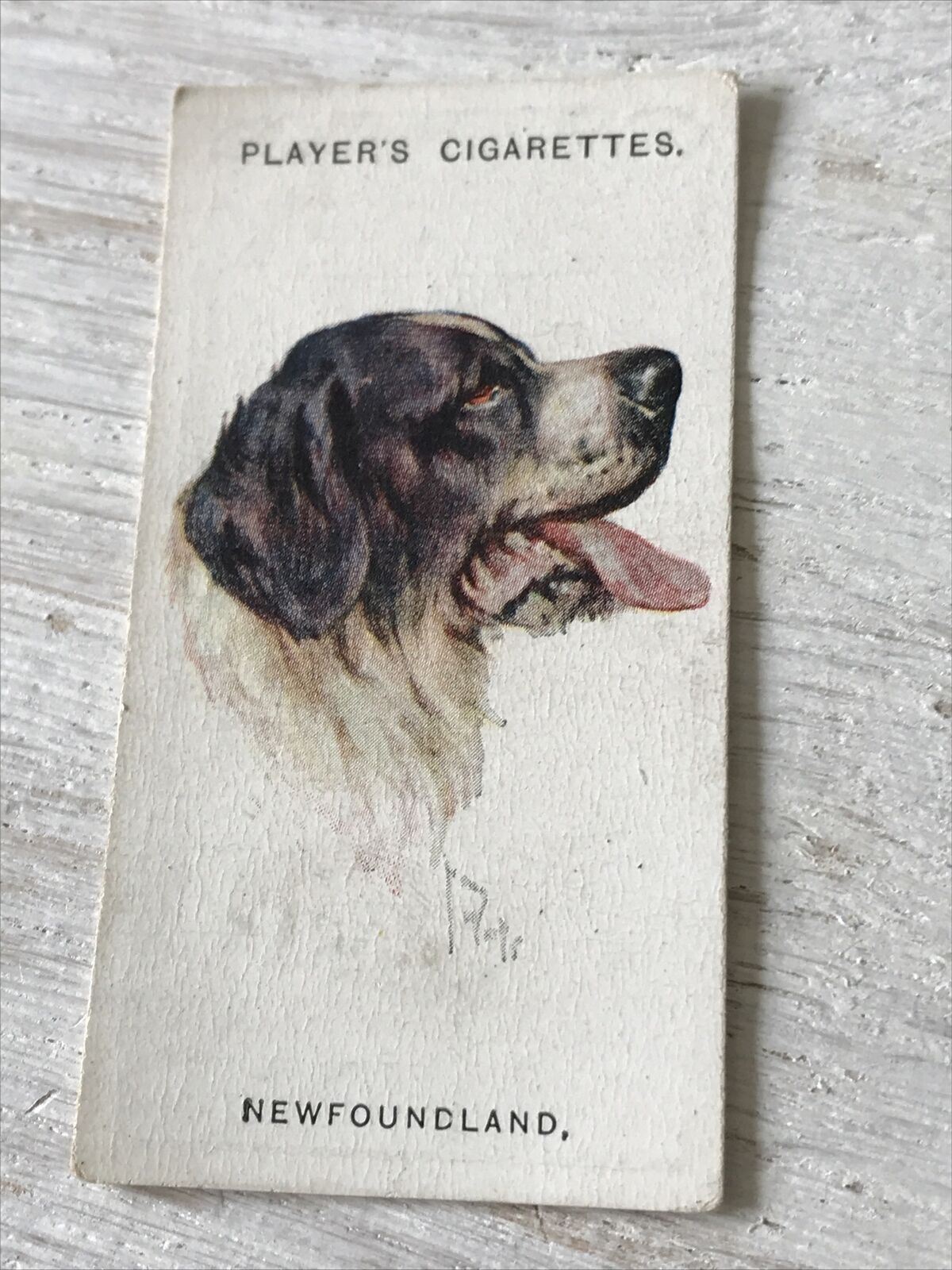 Players Cigarette Card Dogs 18 Newfoundland Vintage Arthur Wardle