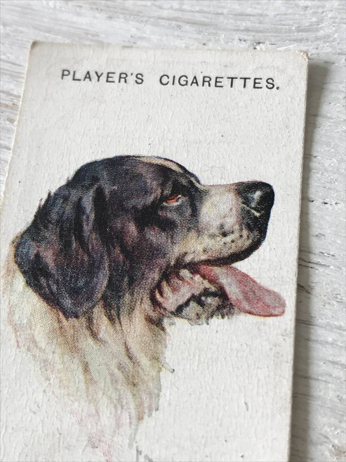 Players Cigarette Card Dogs 18 Newfoundland Vintage Arthur Wardle