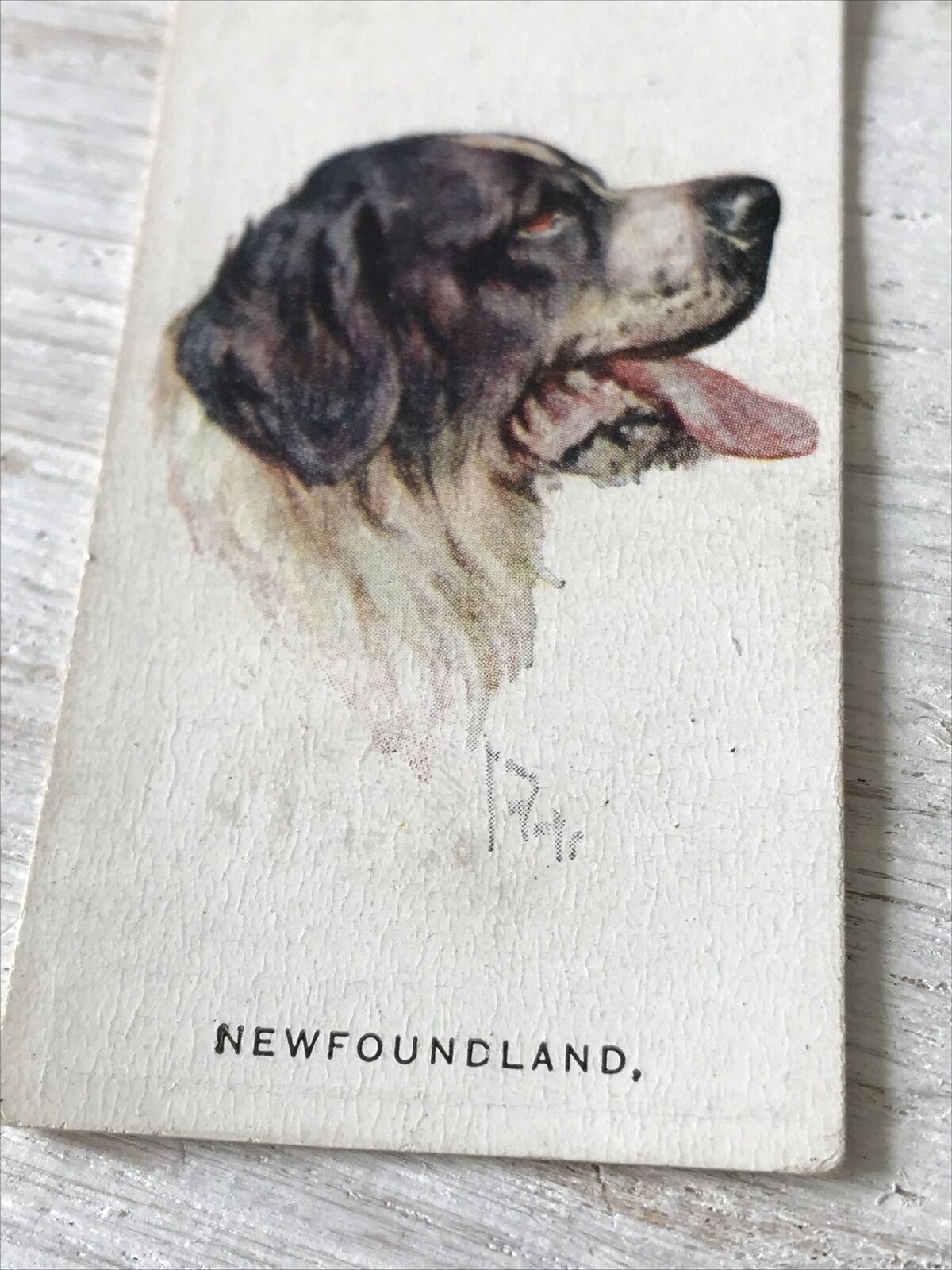Players Cigarette Card Dogs 18 Newfoundland Vintage Arthur Wardle