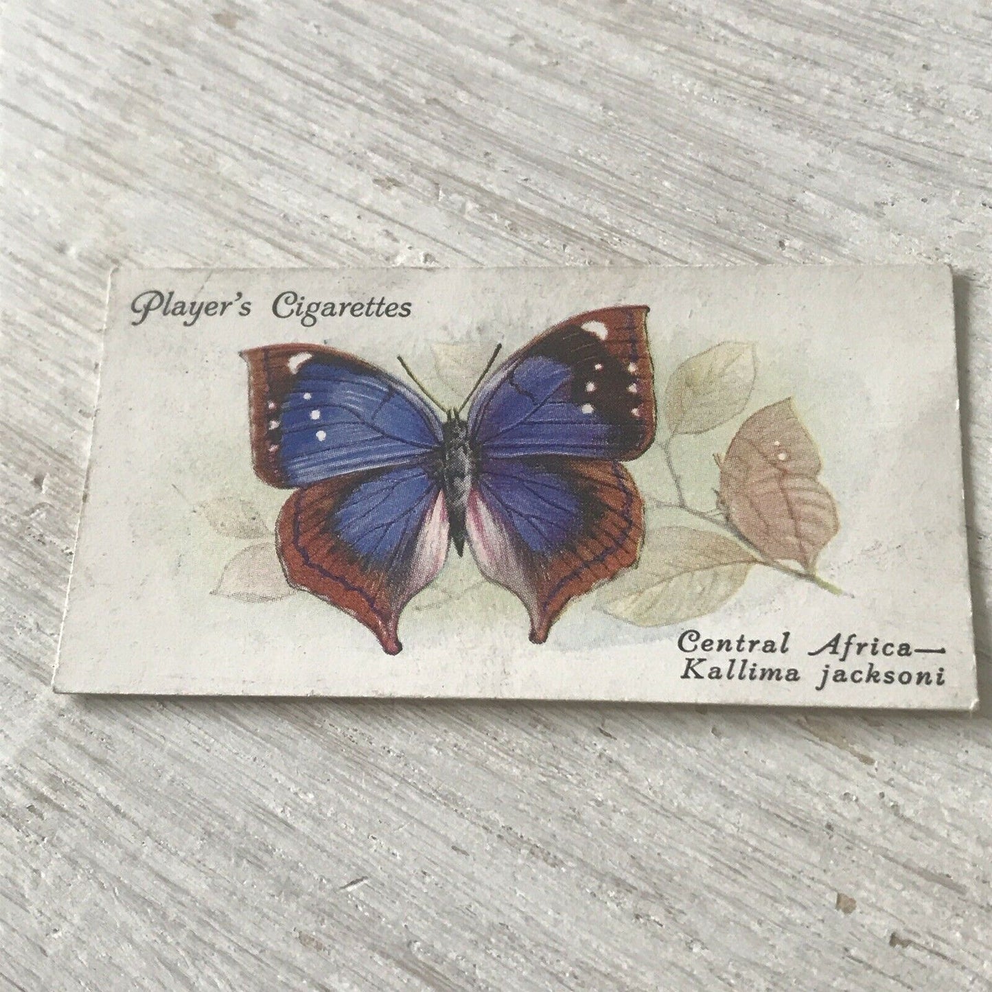 Players Cigarette Card Butterflies 21 Foreign Central Africa Kallima Jacksoni