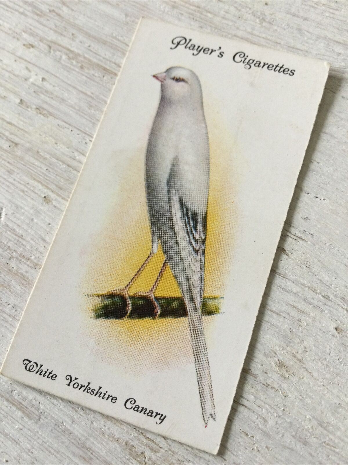 Players Cigarette Card Aviary & Cage Birds 5 White Yorkshire Canary Vintage 1933