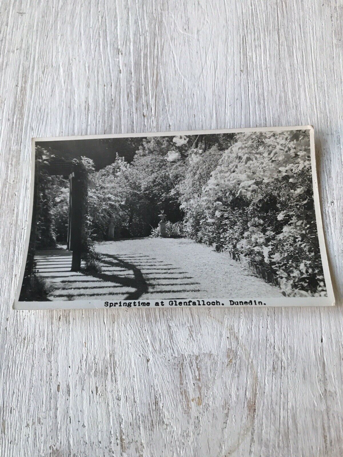 Vintage Postcard Springtime At Glenfalloch Dunedin New Zealand Picturesque