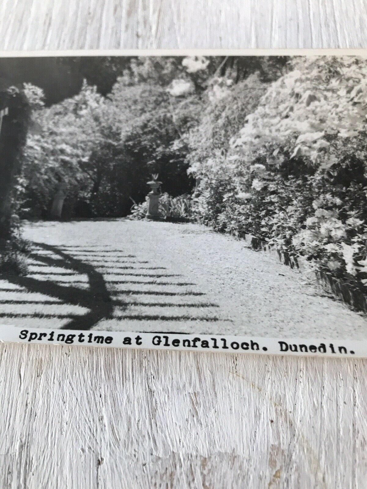 Vintage Postcard Springtime At Glenfalloch Dunedin New Zealand Picturesque