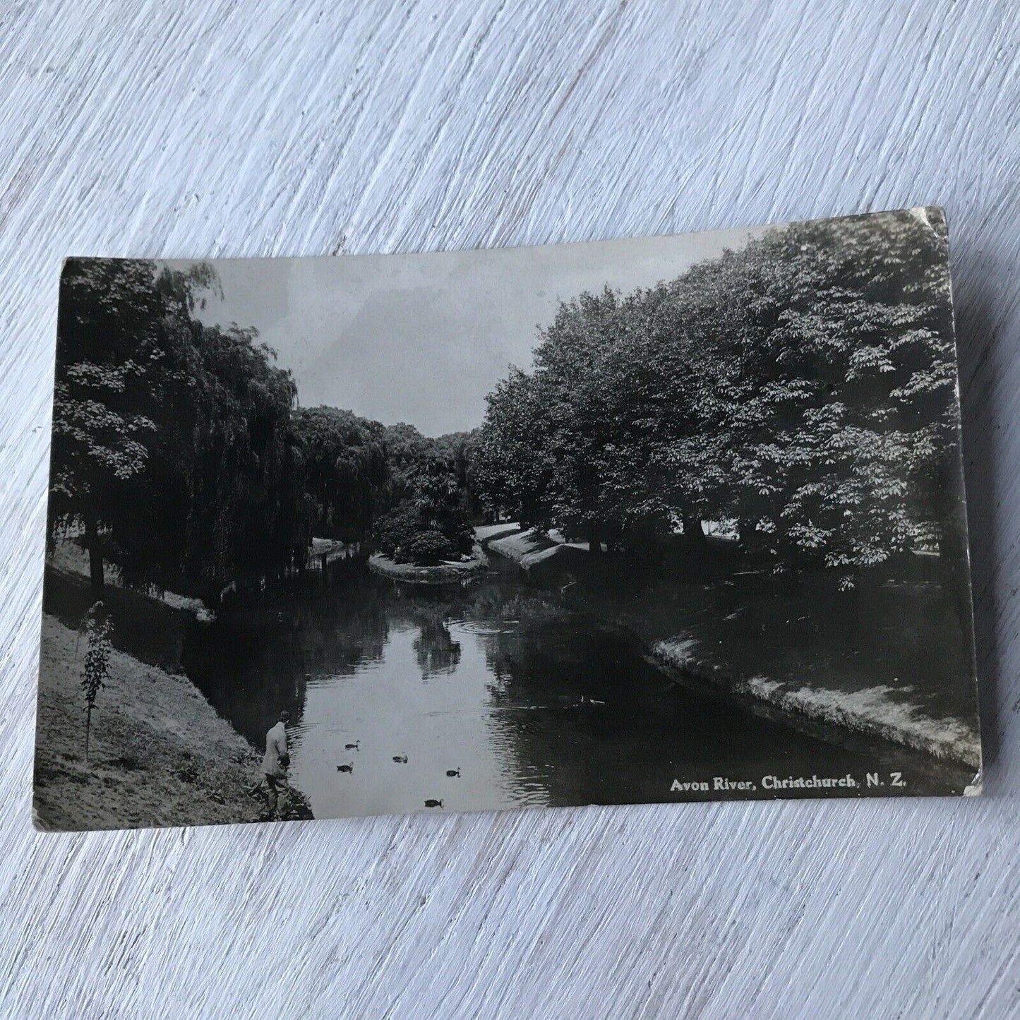 Vintage RP Postcard Avon River Christchurch New Zealand Ducks Scenic