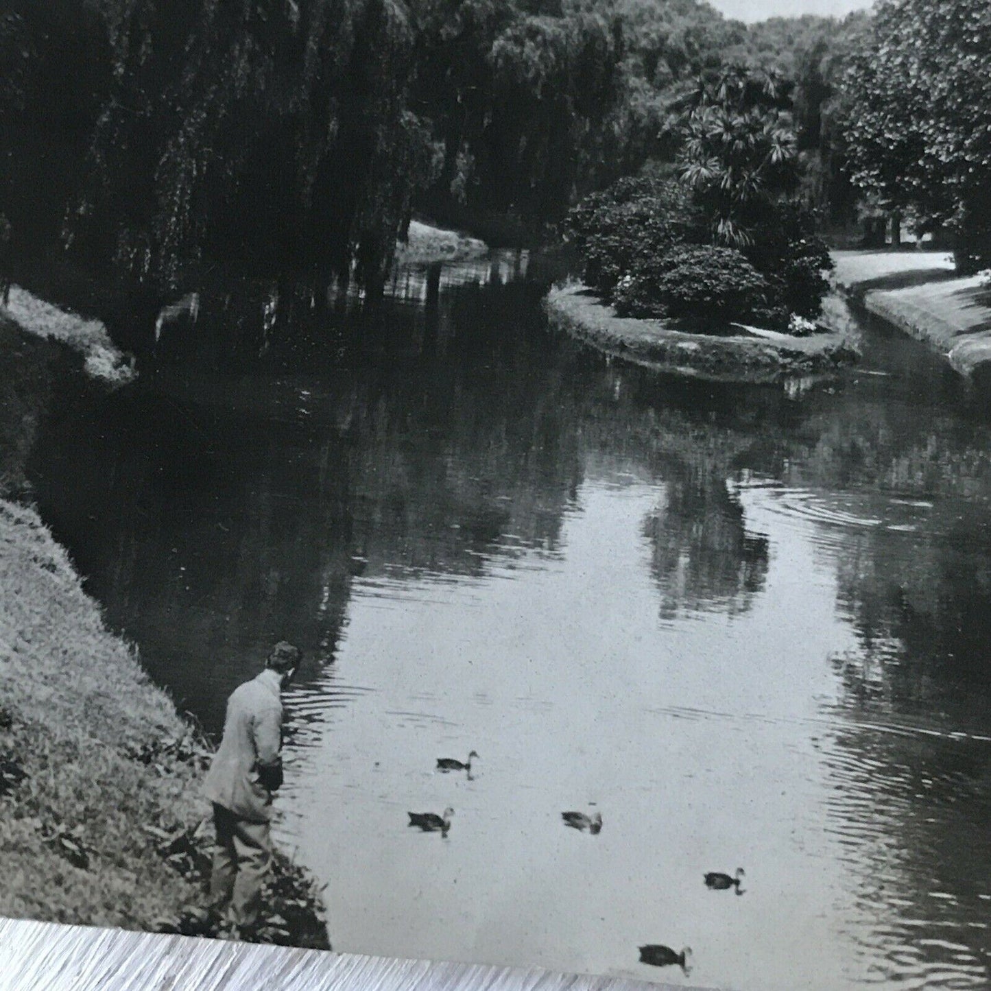 Vintage RP Postcard Avon River Christchurch New Zealand Ducks Scenic