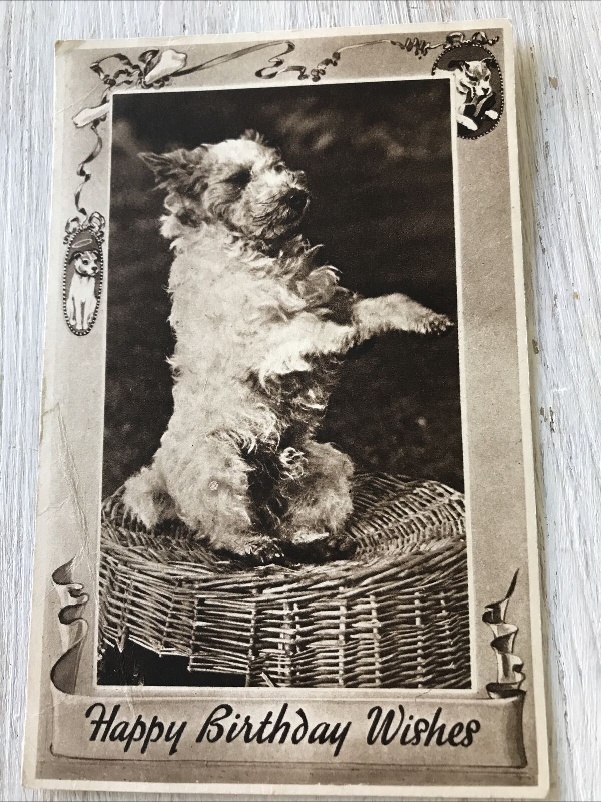 Vintage Birthday Greetings Postcard / Card - Cute Scruffy Dog - With Halo & Naughty Dog Image