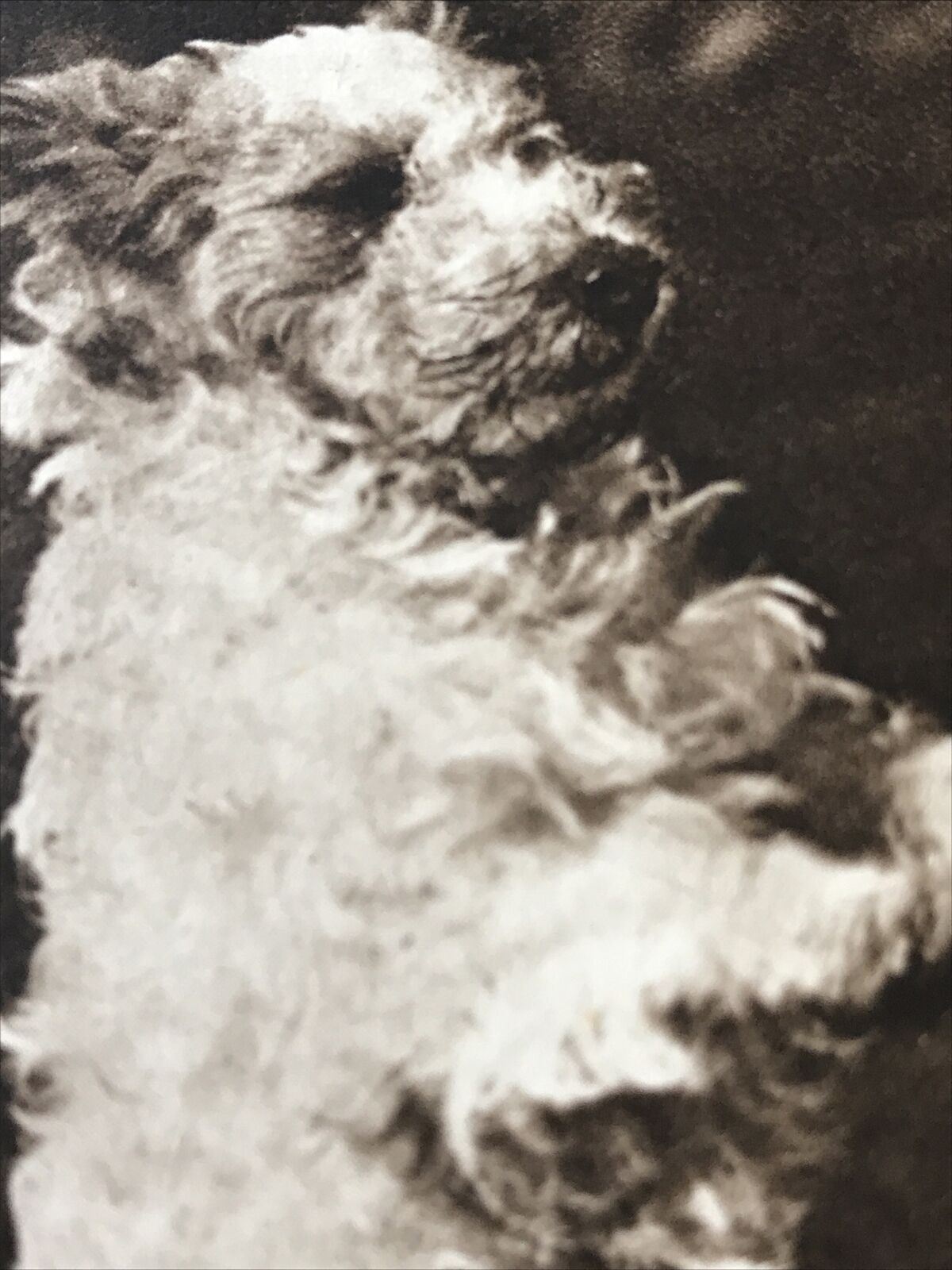 Vintage Birthday Greetings Postcard / Card - Cute Scruffy Dog - With Halo & Naughty Dog Image