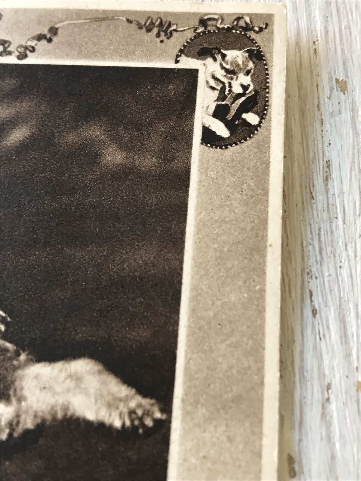 Vintage Birthday Greetings Postcard / Card - Cute Scruffy Dog - With Halo & Naughty Dog Image