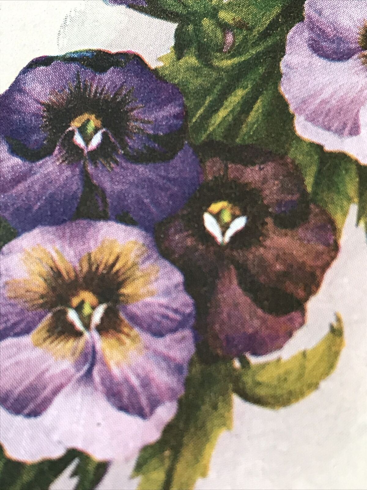 Vintage Birthday Greetings Postcard / Card - Flowers - Pansies - Nice Poem - Unposted