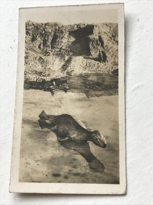 PLESIOSAURUS MACROCEPHALUS Photo Cigarette Card. Cavanders 'Peeps Into Prehistoric Times'