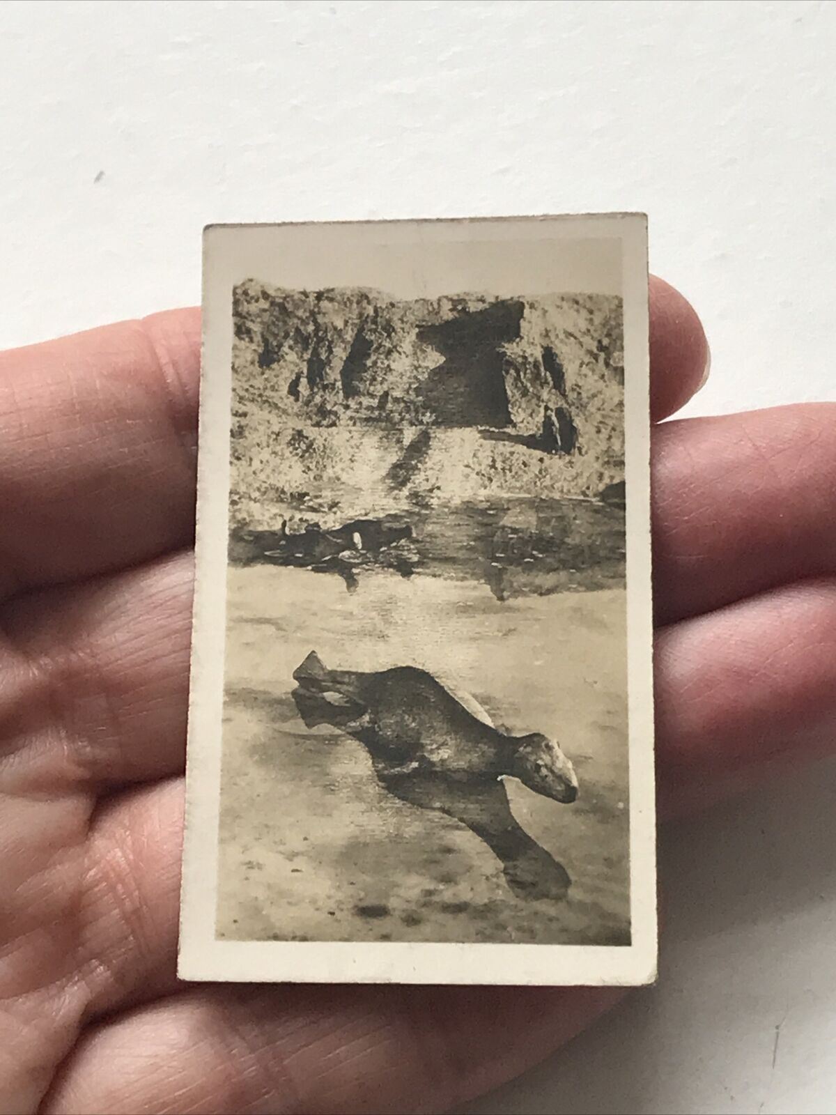 PLESIOSAURUS MACROCEPHALUS Photo Cigarette Card. Cavanders 'Peeps Into Prehistoric Times'