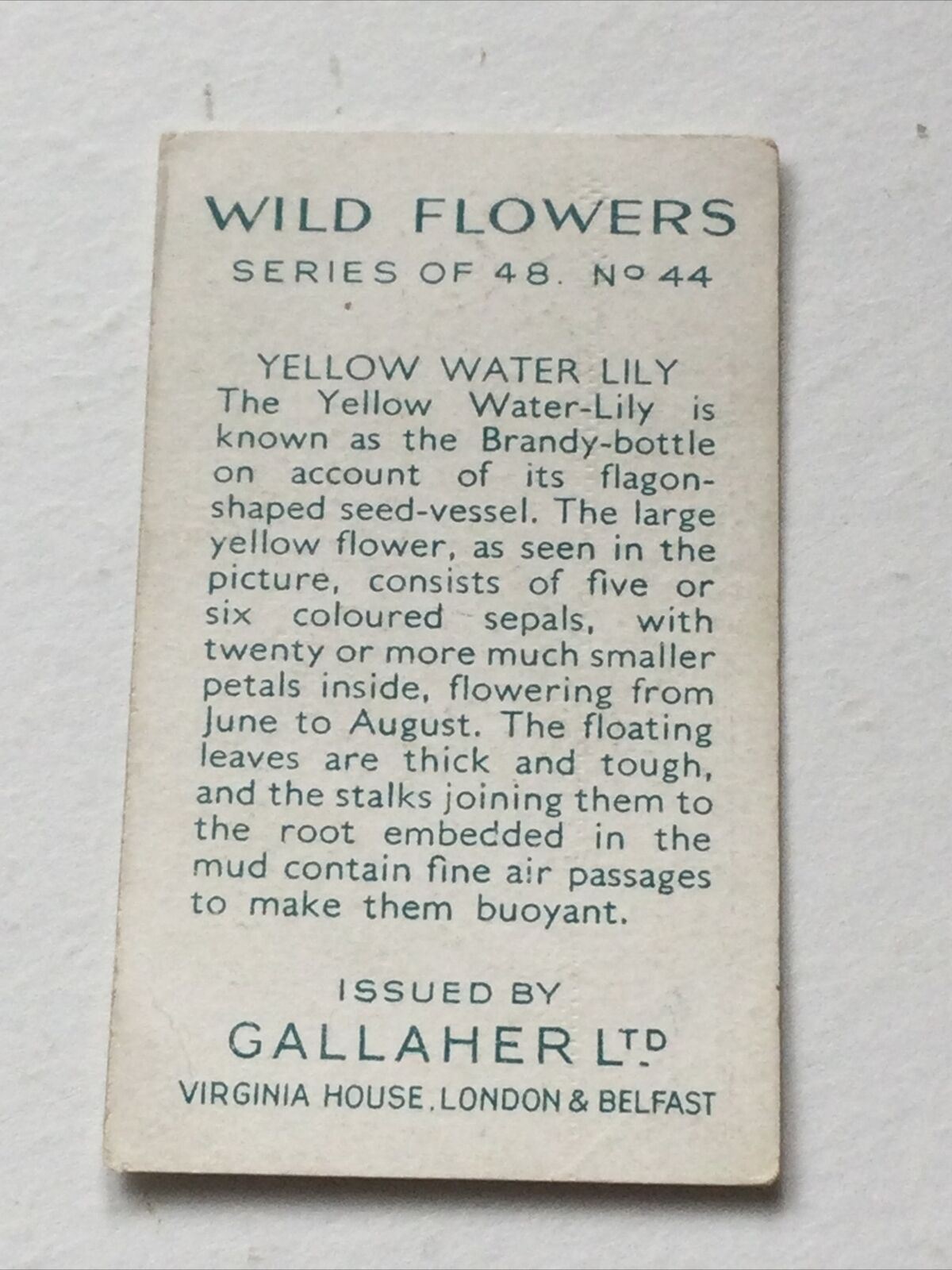 YELLOW WATER LILY Gallaher Cigarette Card Wild Flowers #44/48 Vintage Colourful