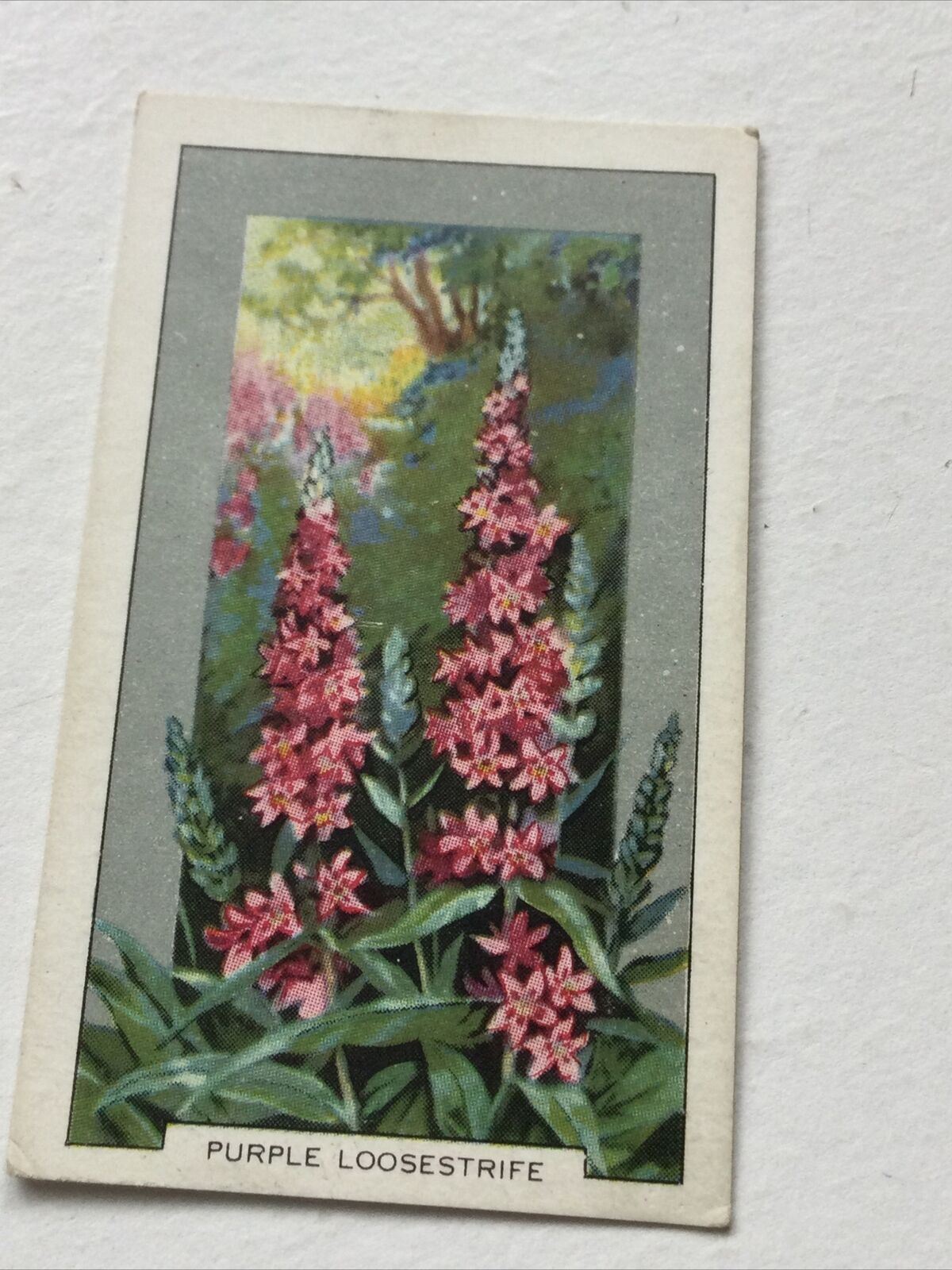 PURPLE LOOSESTRIFE Gallaher Cigarette Card 'Wild Flowers' #31/48 Vintage Colourful. 1939.