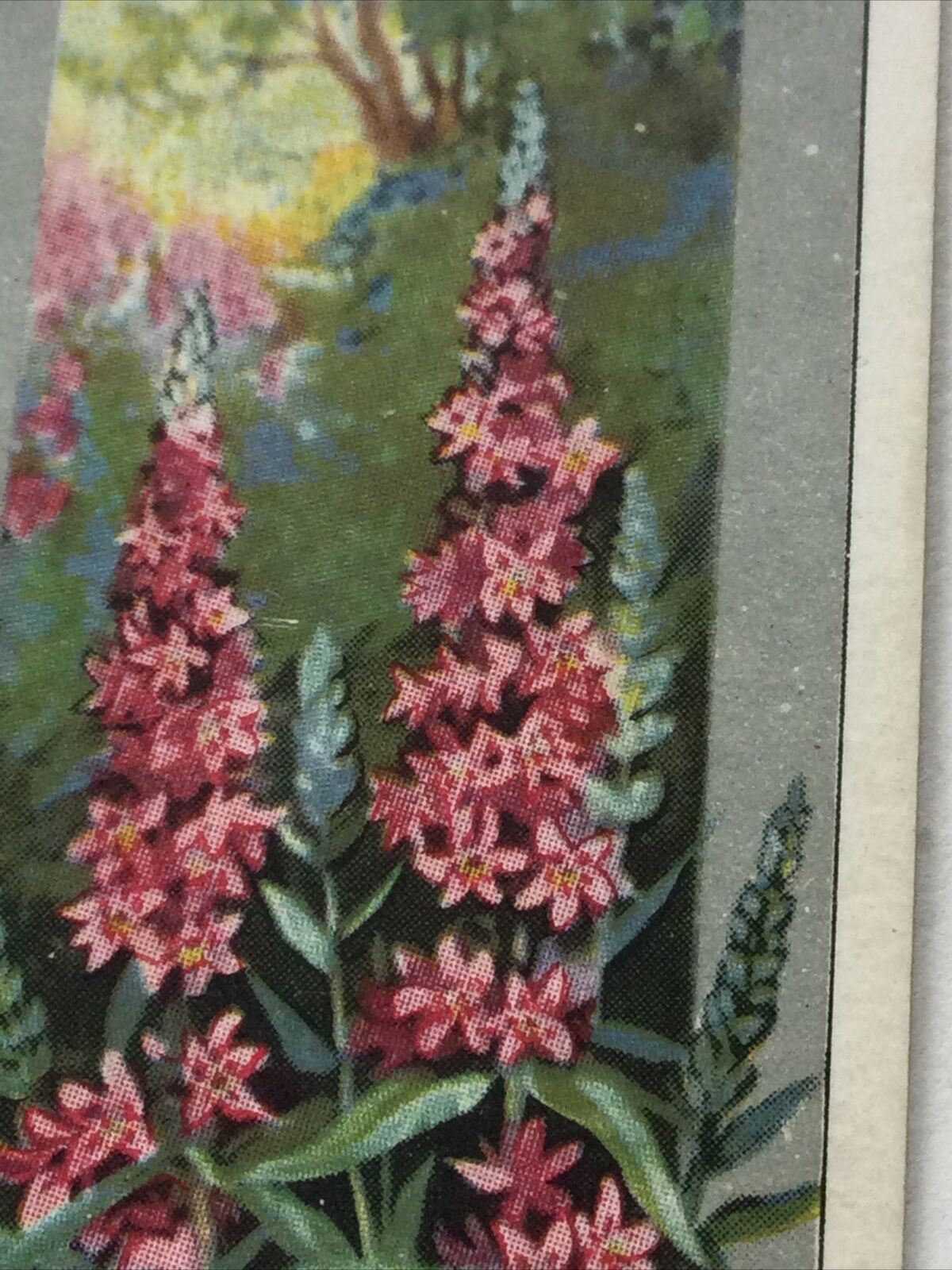 PURPLE LOOSESTRIFE Gallaher Cigarette Card 'Wild Flowers' #31/48 Vintage Colourful. 1939.
