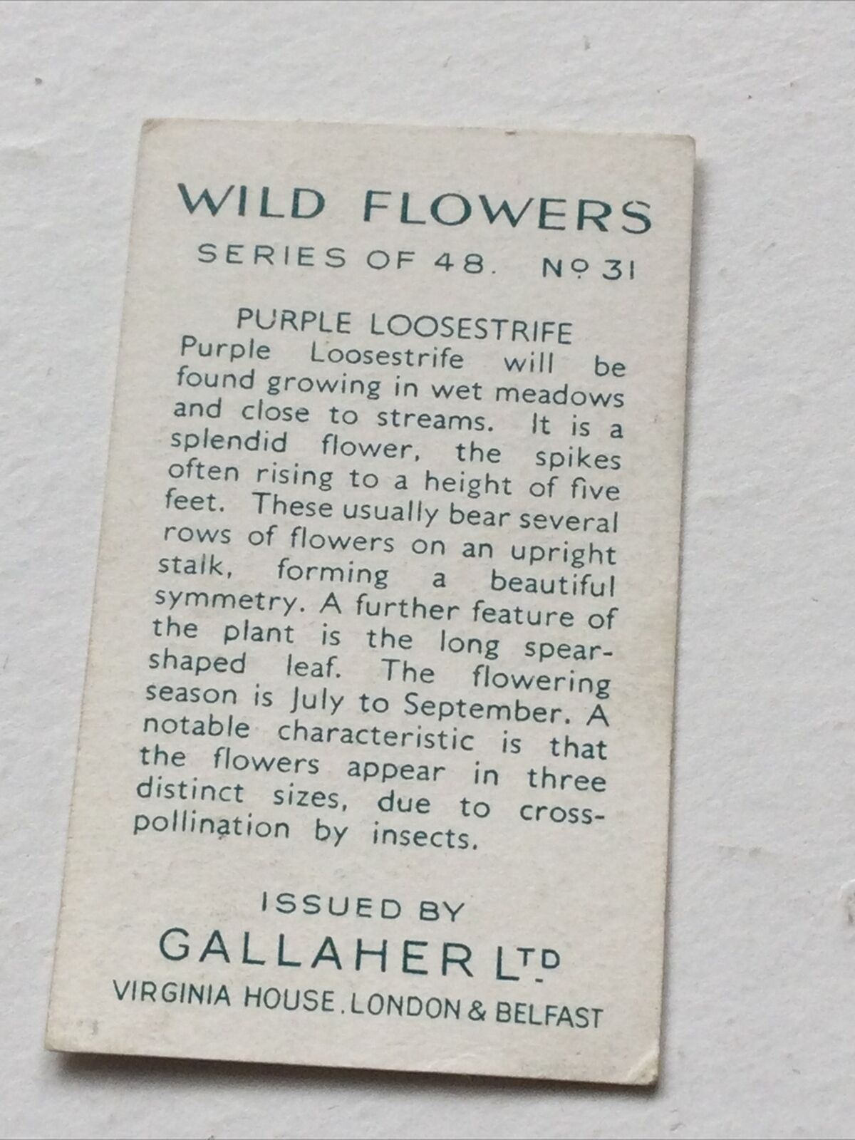 PURPLE LOOSESTRIFE Gallaher Cigarette Card 'Wild Flowers' #31/48 Vintage Colourful. 1939.