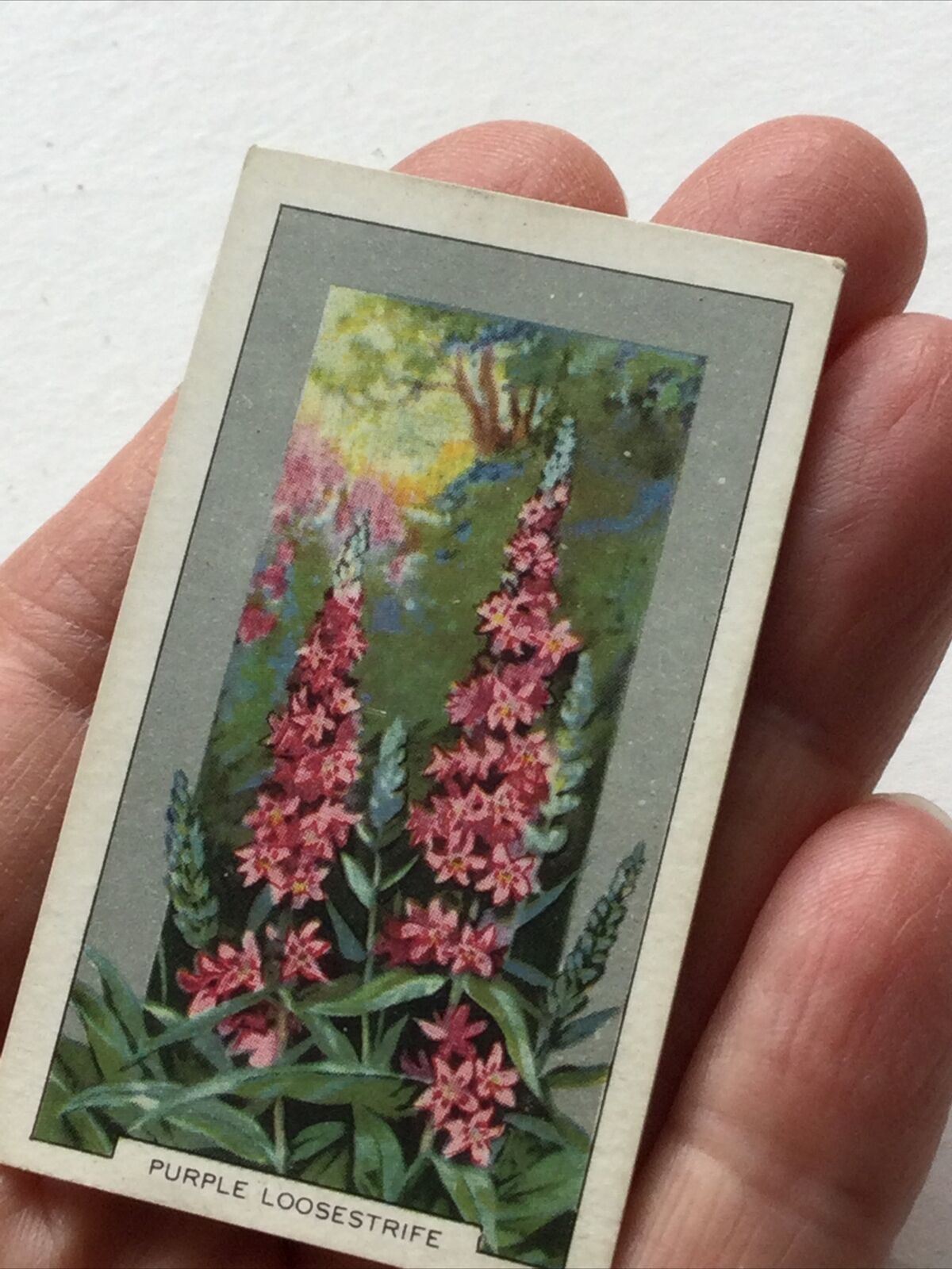 PURPLE LOOSESTRIFE Gallaher Cigarette Card 'Wild Flowers' #31/48 Vintage Colourful. 1939.