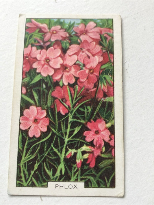 PHLOX - Gallaher cigarette card - Garden Flowers 1939 - #42/48 - Pretty Print - Vintage