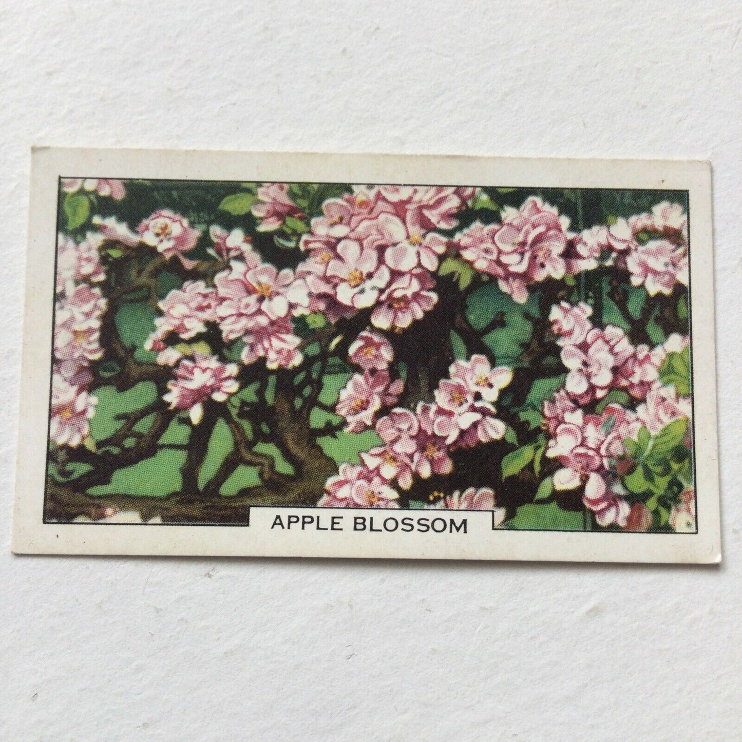 Gallaher Cigarette Card - Garden Flowers - No. 5 - Apple Blossom - Vintage Gardening - 1938