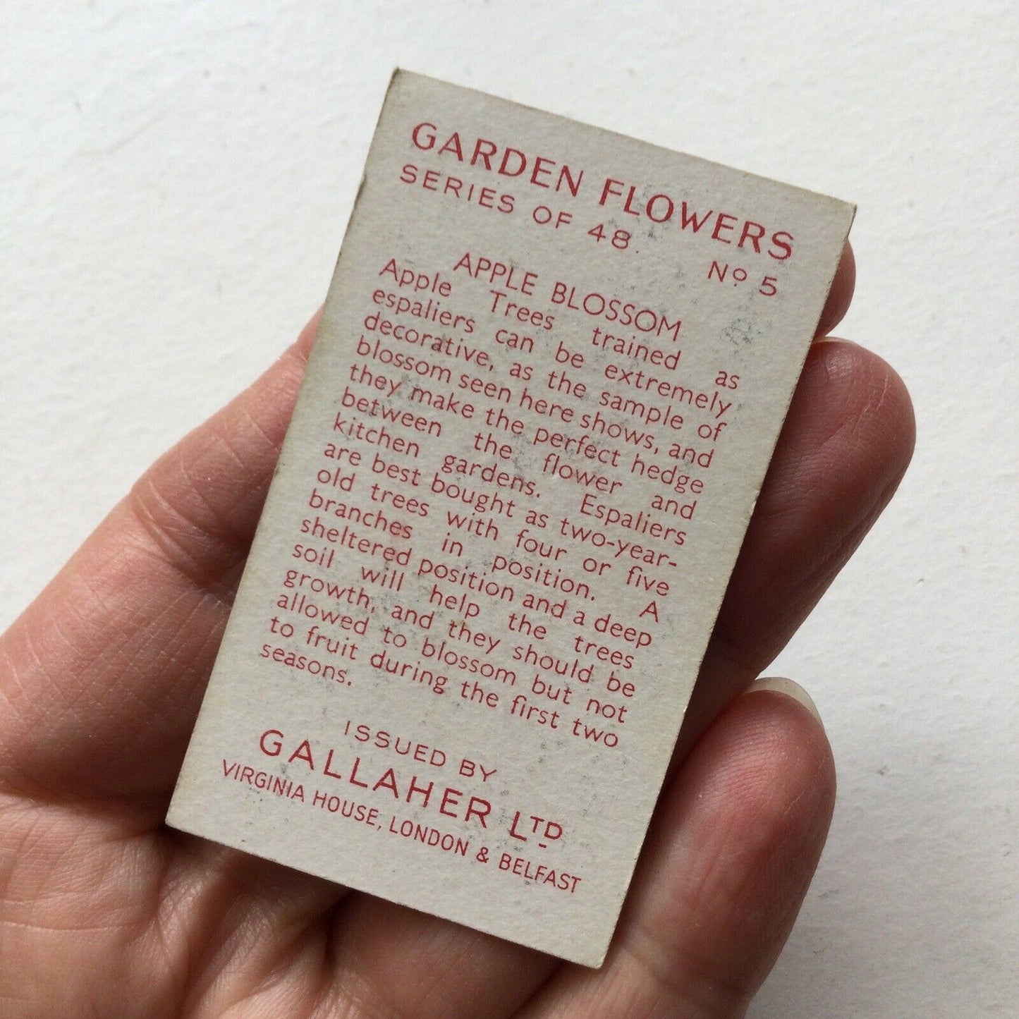 Gallaher Cigarette Card - Garden Flowers - No. 5 - Apple Blossom - Vintage Gardening - 1938