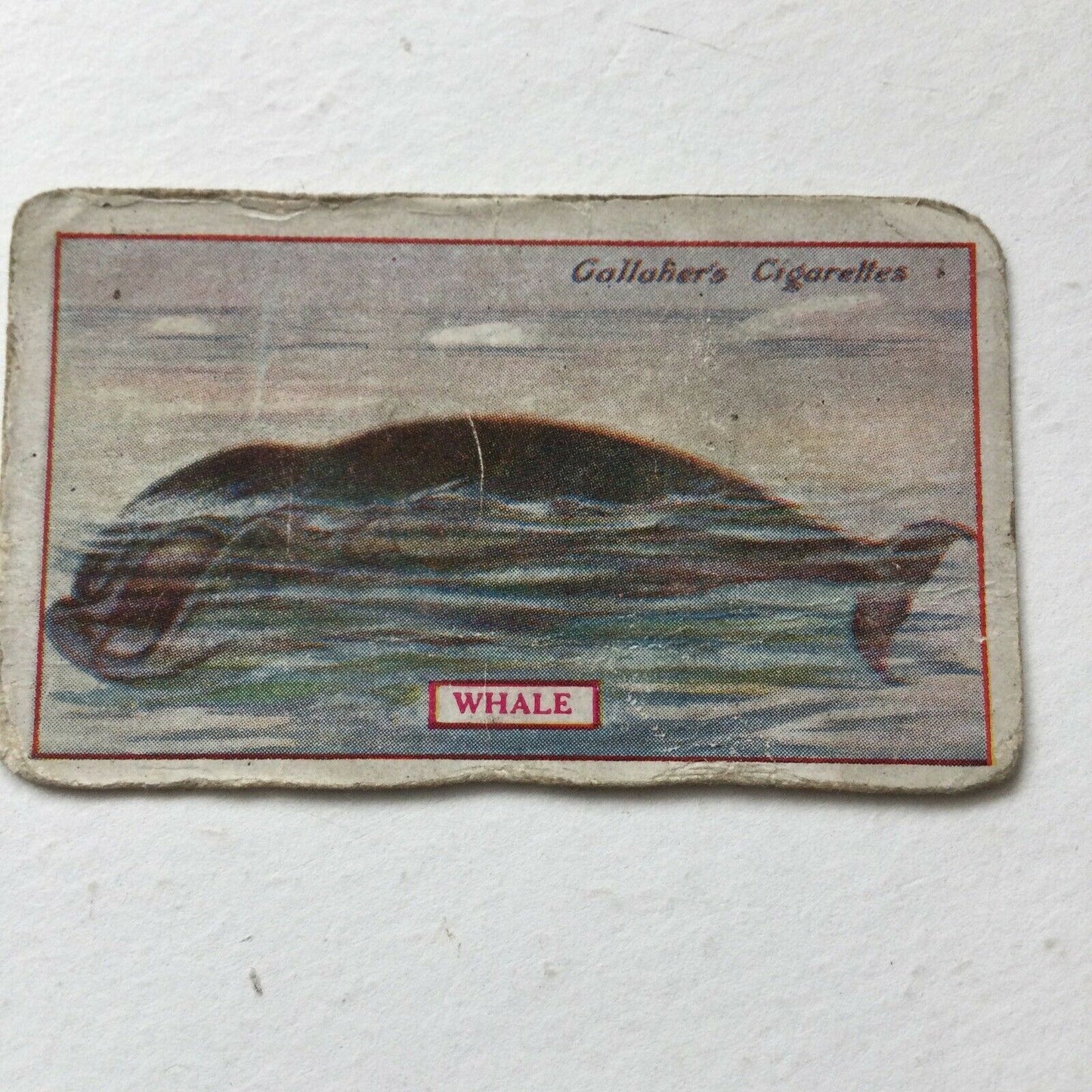 WHALE Gallaher cigarette Card Animals & Birds Of Commercial Value #52 Fishing