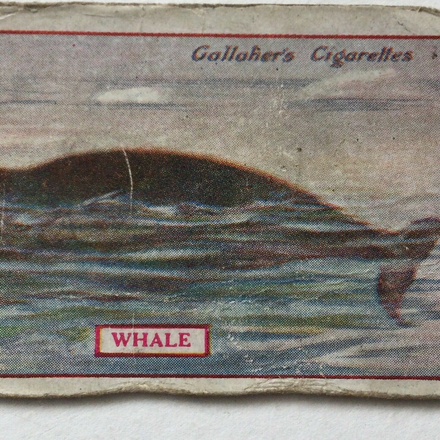 WHALE Gallaher cigarette Card Animals & Birds Of Commercial Value #52 Fishing