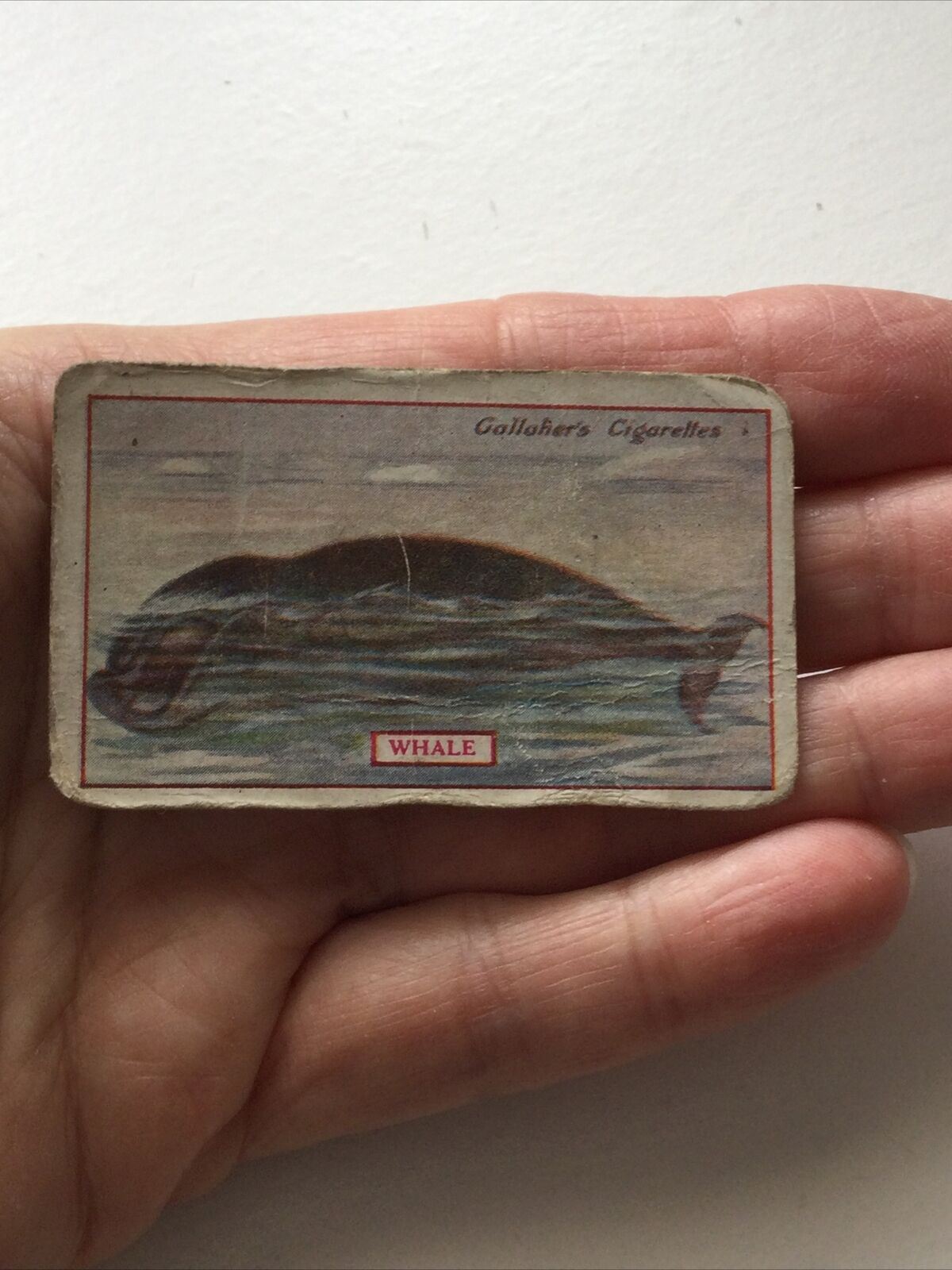 WHALE Gallaher cigarette Card Animals & Birds Of Commercial Value #52  Fishing