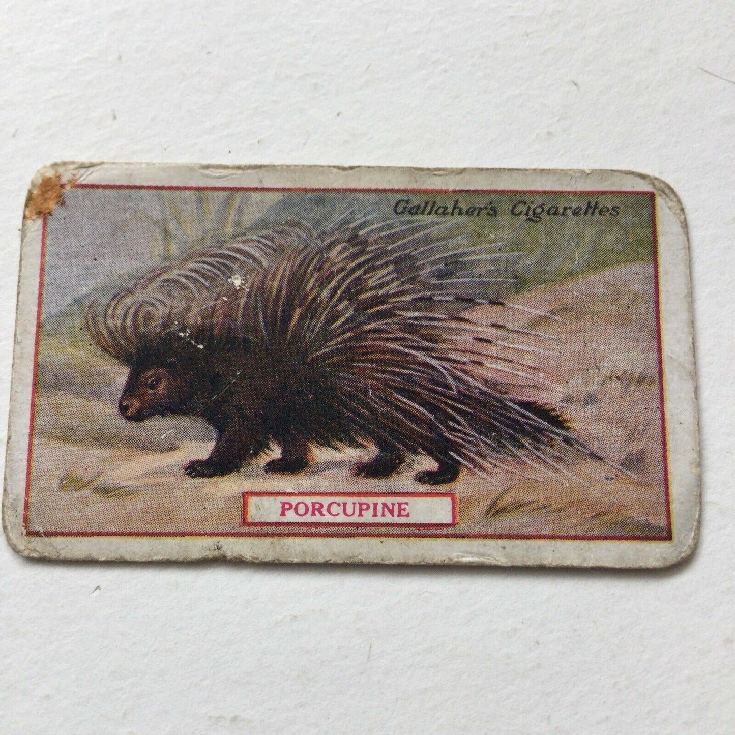 PORCUPINE Gallaher cigarette card Animals & Birds Of Commercial Value #67 Antique