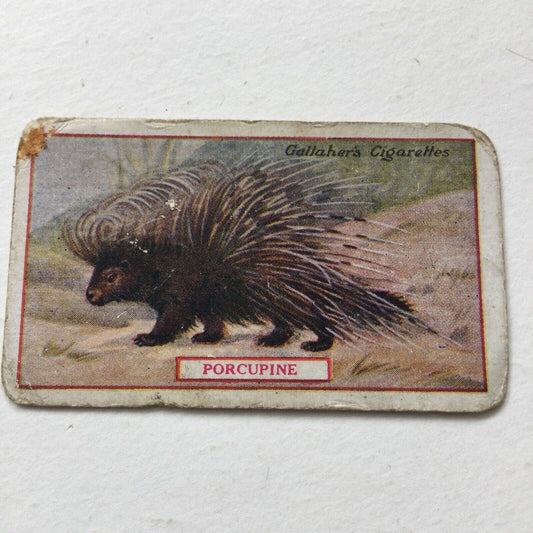 PORCUPINE Gallaher cigarette card Animals & Birds Of Commercial Value #67 Antique