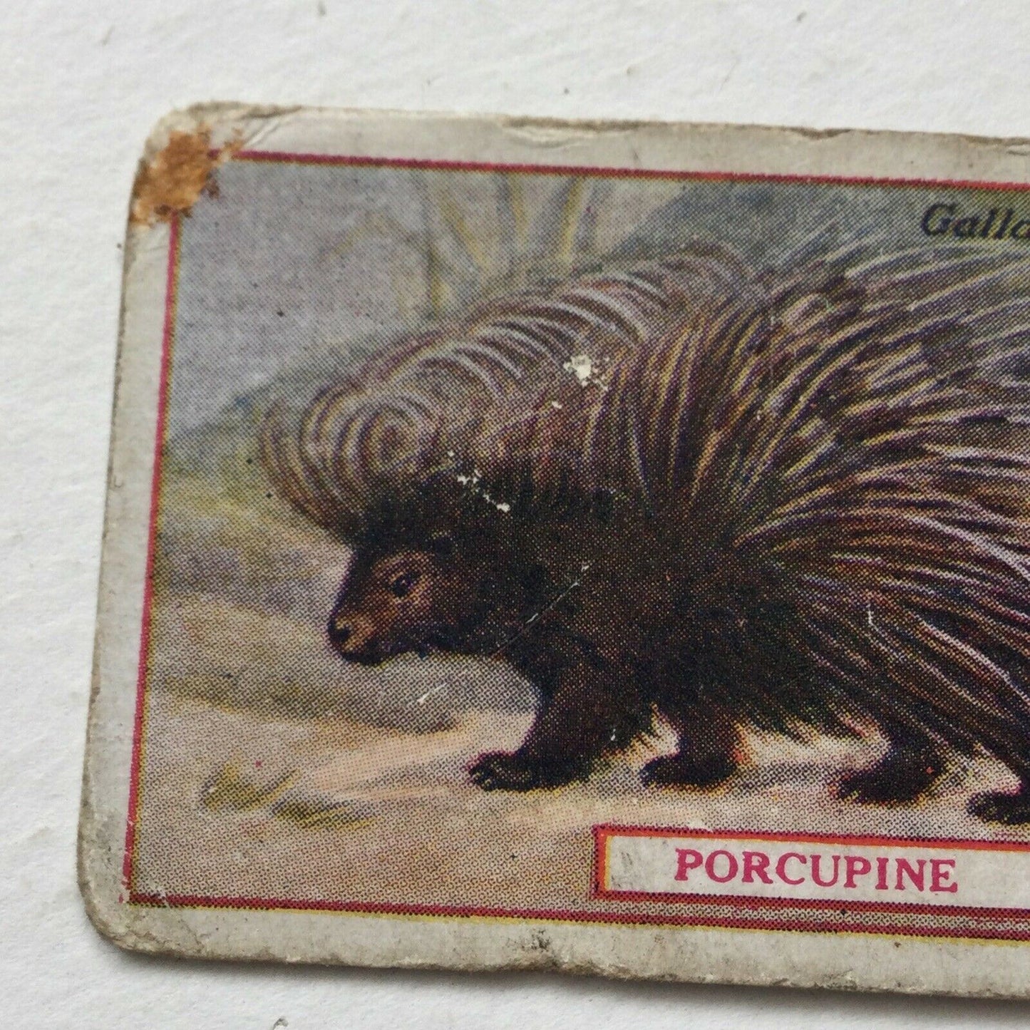 PORCUPINE Gallaher cigarette card Animals & Birds Of Commercial Value #67 Antique