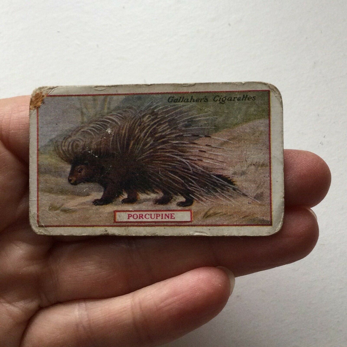 PORCUPINE Gallaher cigarette card Animals & Birds Of Commercial Value #67 Antique