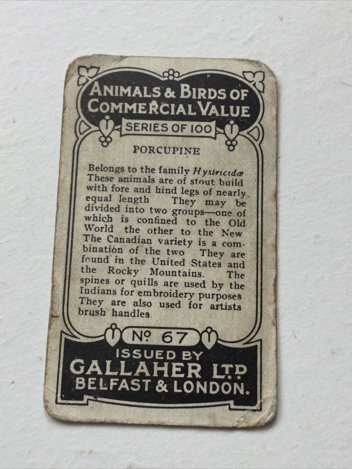 PORCUPINE Gallaher cigarette card Animals & Birds Of Commercial Value #67 Antique