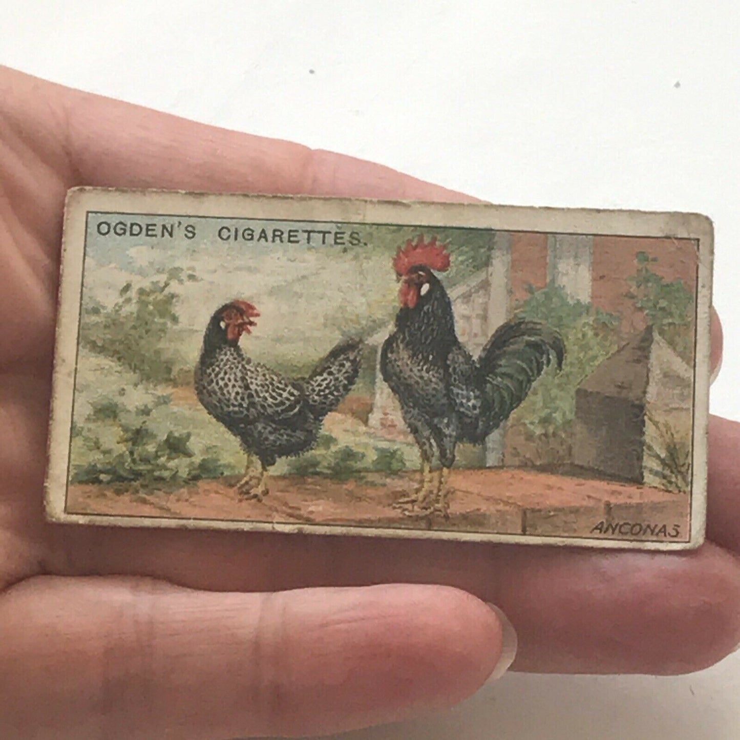 ANCONAS, Ogden’s Cigarette Card, Poultry #8 Fowl Hen Cock Beautiful Print