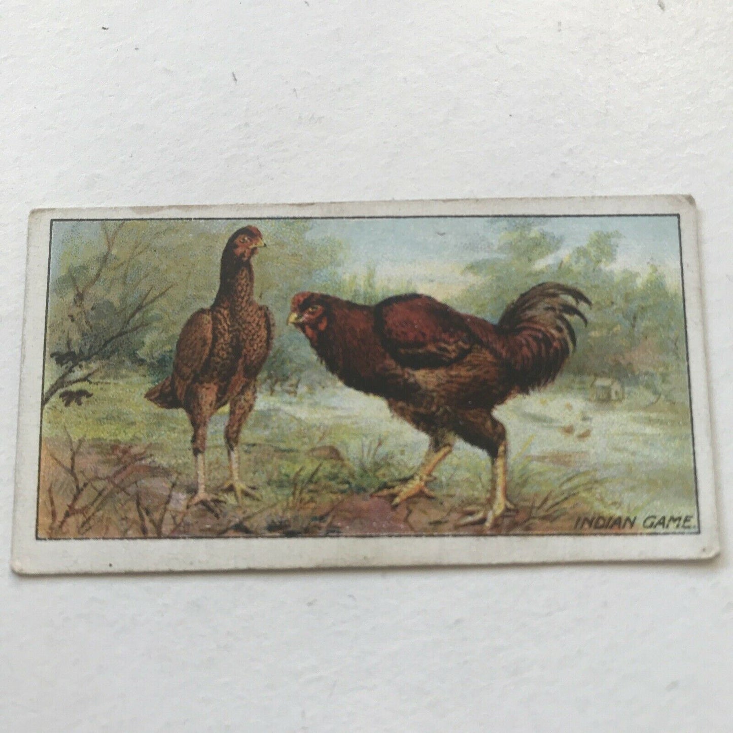 INDIAN GAME Ogden’s Cigarette Card, Poultry #10 Hen Cock Fowl Vintage Print