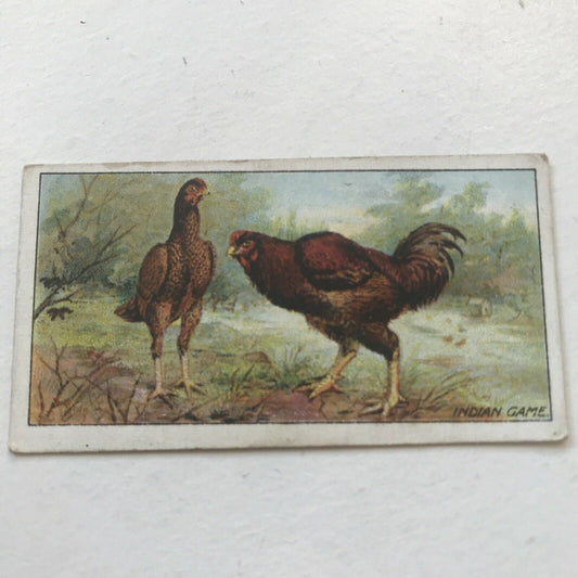 INDIAN GAME Ogden’s Cigarette Card, Poultry #10 Hen Cock Fowl Vintage Print