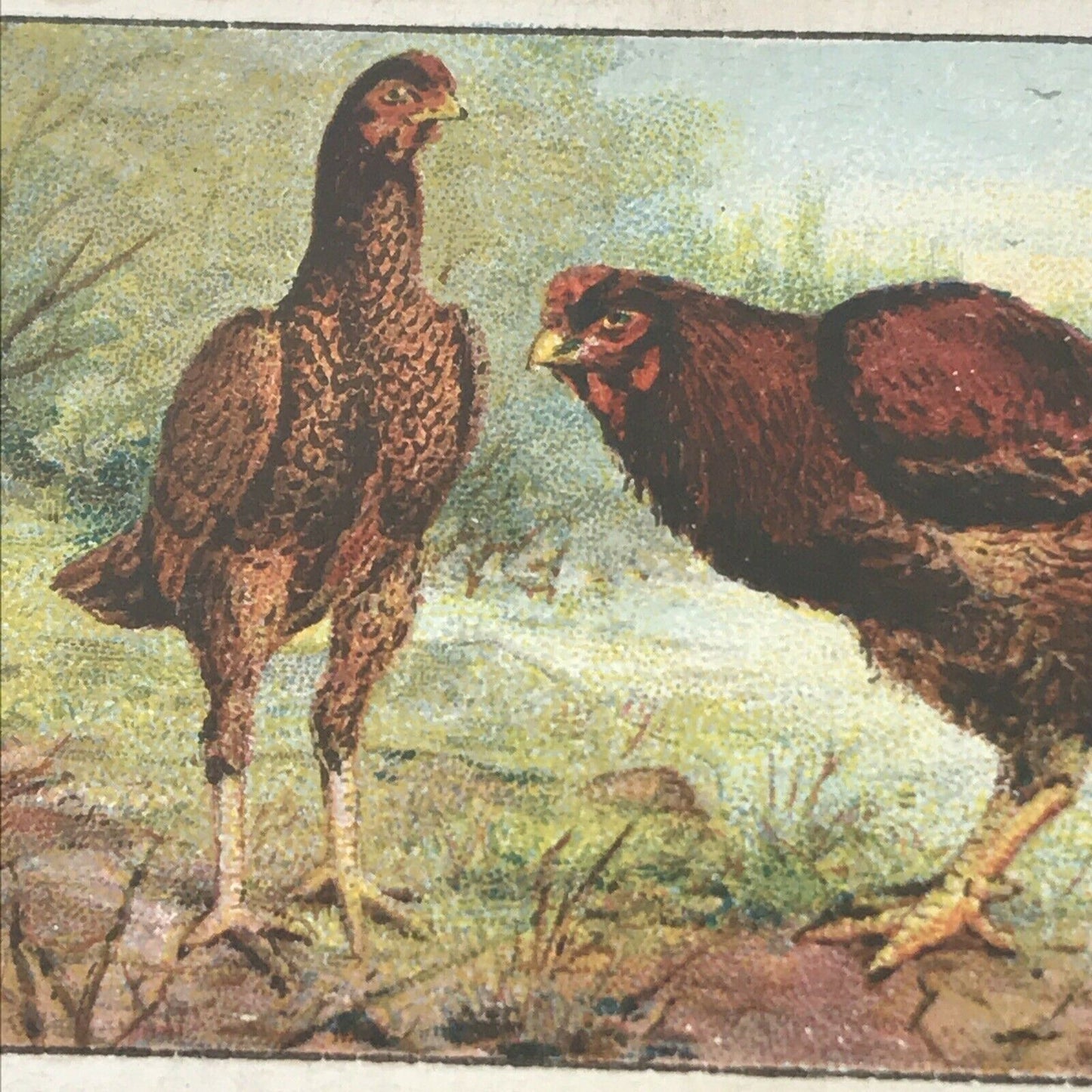 INDIAN GAME Ogden’s Cigarette Card, Poultry #10 Hen Cock Fowl Vintage Print