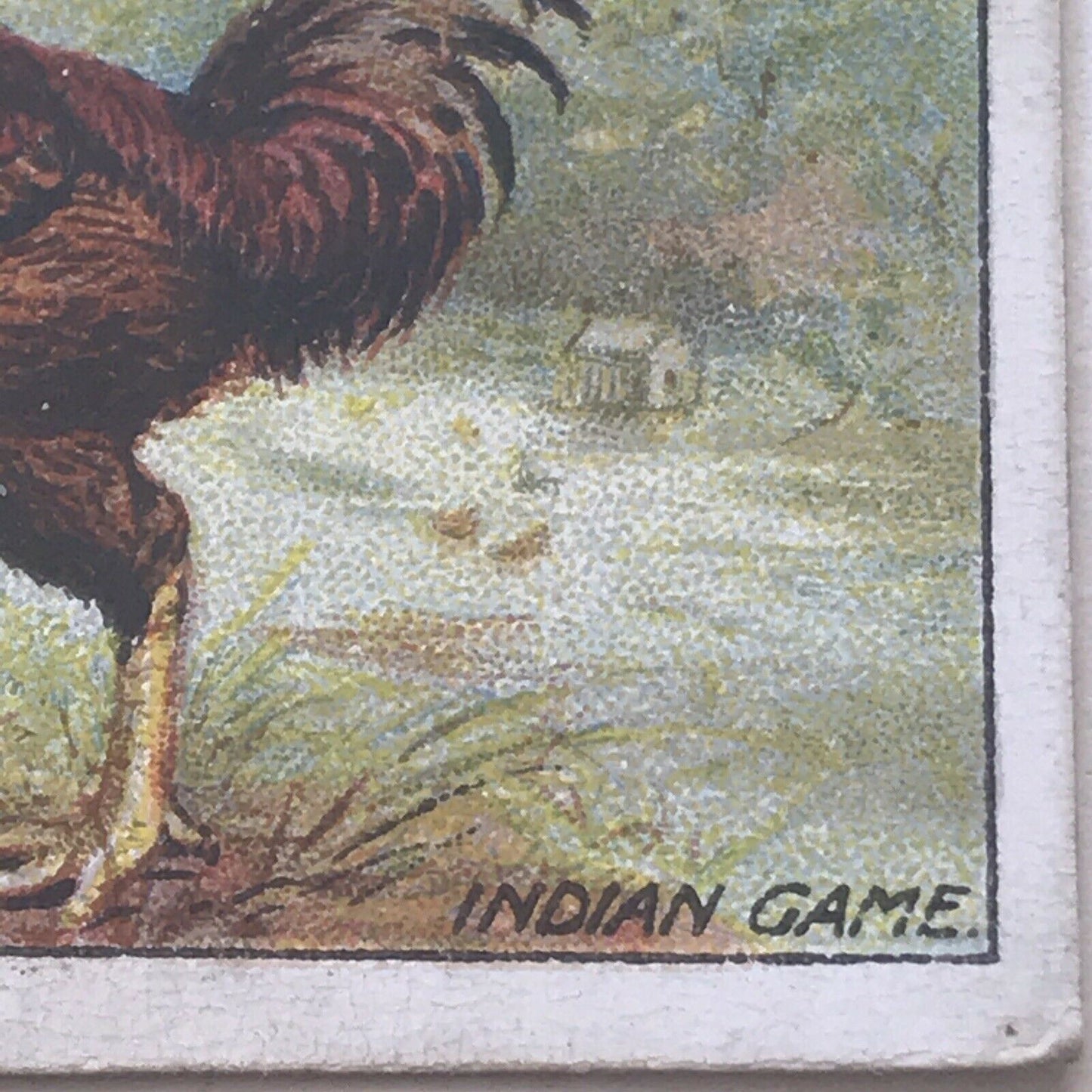 INDIAN GAME Ogden’s Cigarette Card, Poultry #10 Hen Cock Fowl Vintage Print