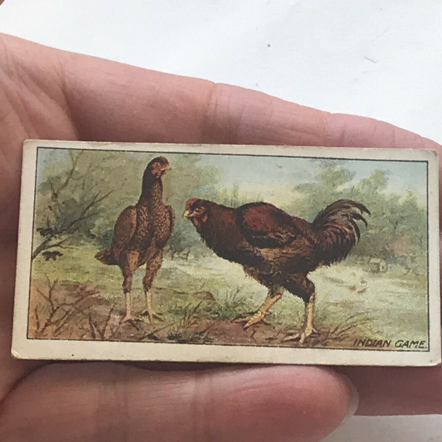 INDIAN GAME Ogden’s Cigarette Card, Poultry #10 Hen Cock Fowl Vintage Print