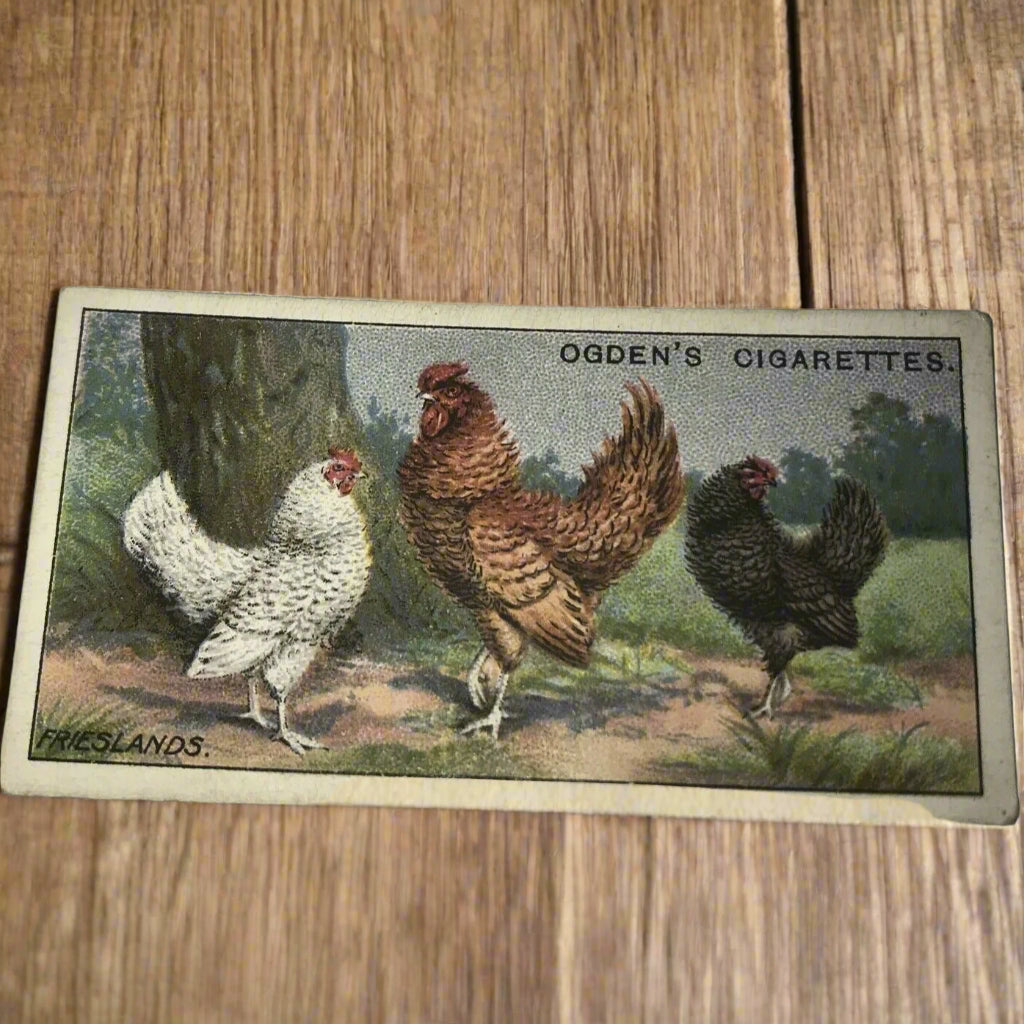 Ogden’s Cigarette Card - Poultry Series - No. 14 - FRIESLANDS - Hen Cock Fowl Vintage Print