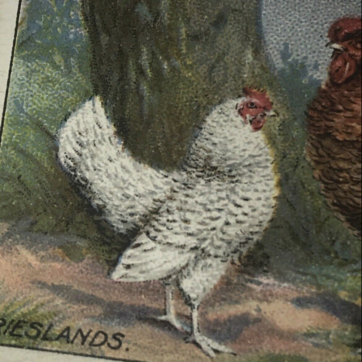 Ogden’s Cigarette Card - Poultry Series - No. 14 - FRIESLANDS - Hen Cock Fowl Vintage Print