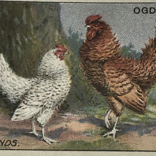 Ogden’s Cigarette Card - Poultry Series - No. 14 - FRIESLANDS - Hen Cock Fowl Vintage Print