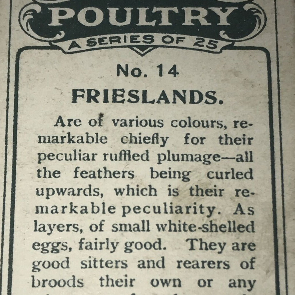 Ogden’s Cigarette Card - Poultry Series - No. 14 - FRIESLANDS - Hen Cock Fowl Vintage Print