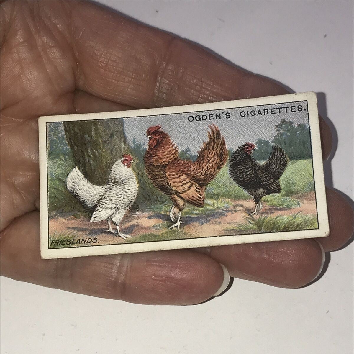 Ogden’s Cigarette Card - Poultry Series - No. 14 - FRIESLANDS - Hen Cock Fowl Vintage Print