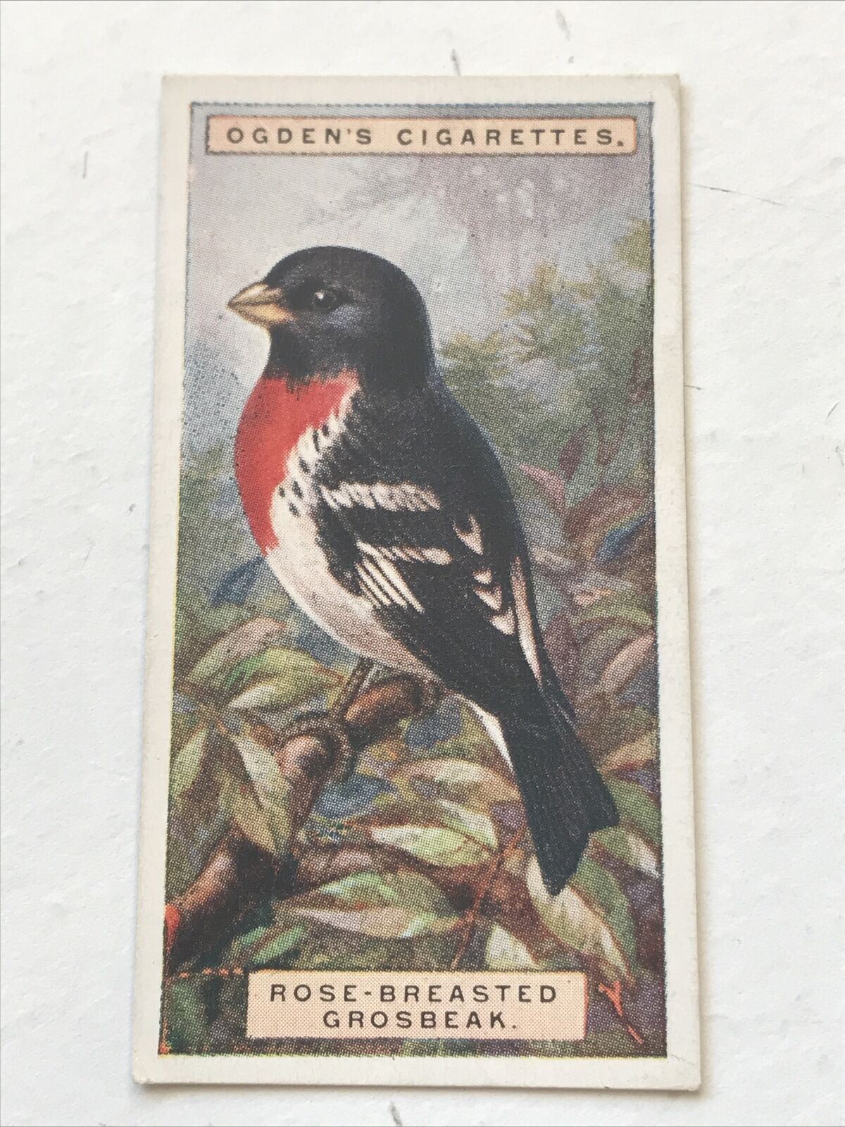 ROSE-BREASTED GROSBEAK Ogden’s Cigarette Card, FOREIGN BIRDS #21 Potato Bug Bird