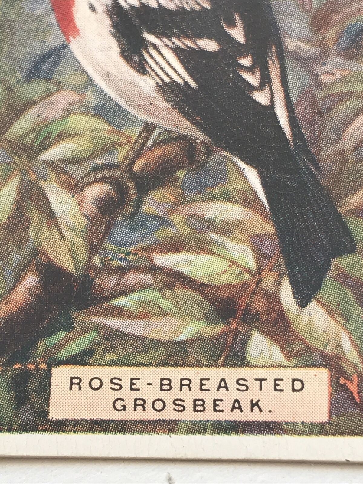 ROSE-BREASTED GROSBEAK Ogden’s Cigarette Card, FOREIGN BIRDS #21 Potato Bug Bird