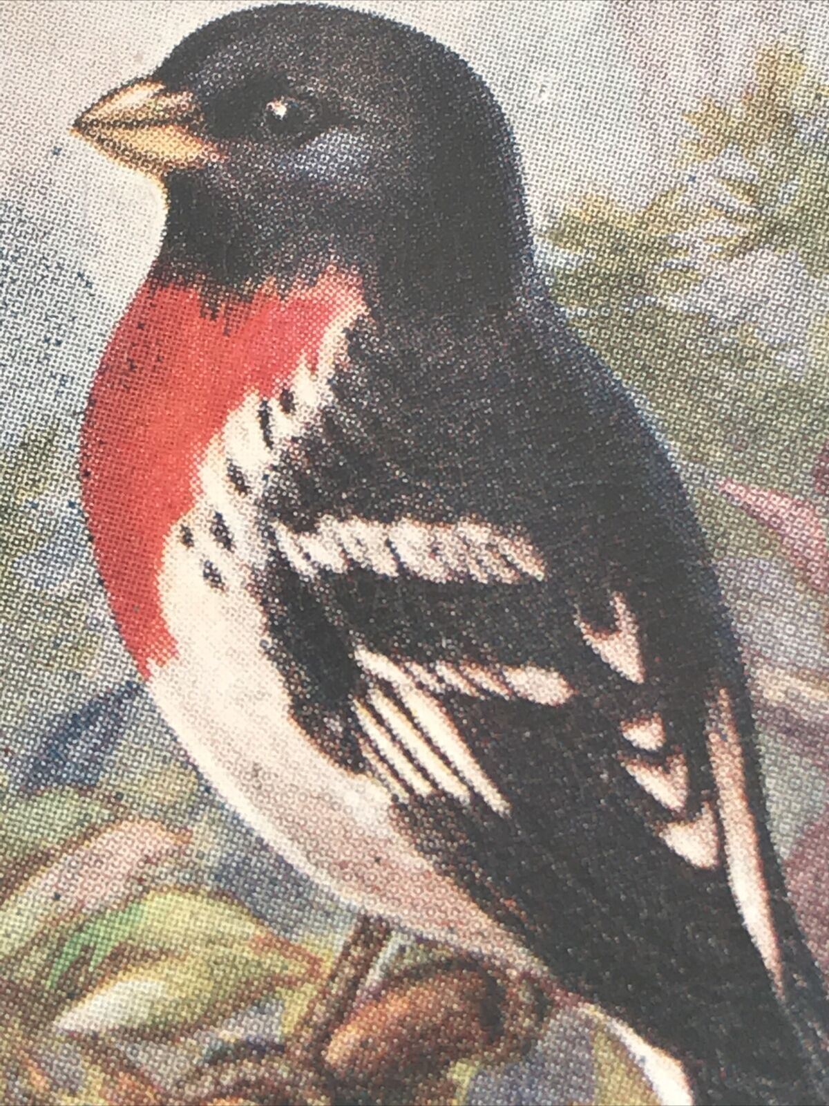 ROSE-BREASTED GROSBEAK Ogden’s Cigarette Card, FOREIGN BIRDS #21 Potato Bug Bird