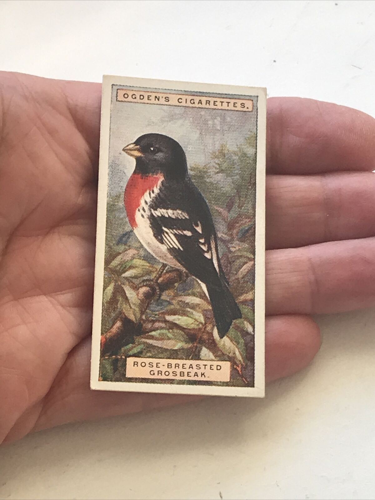 ROSE-BREASTED GROSBEAK Ogden’s Cigarette Card, FOREIGN BIRDS #21 Potato Bug Bird