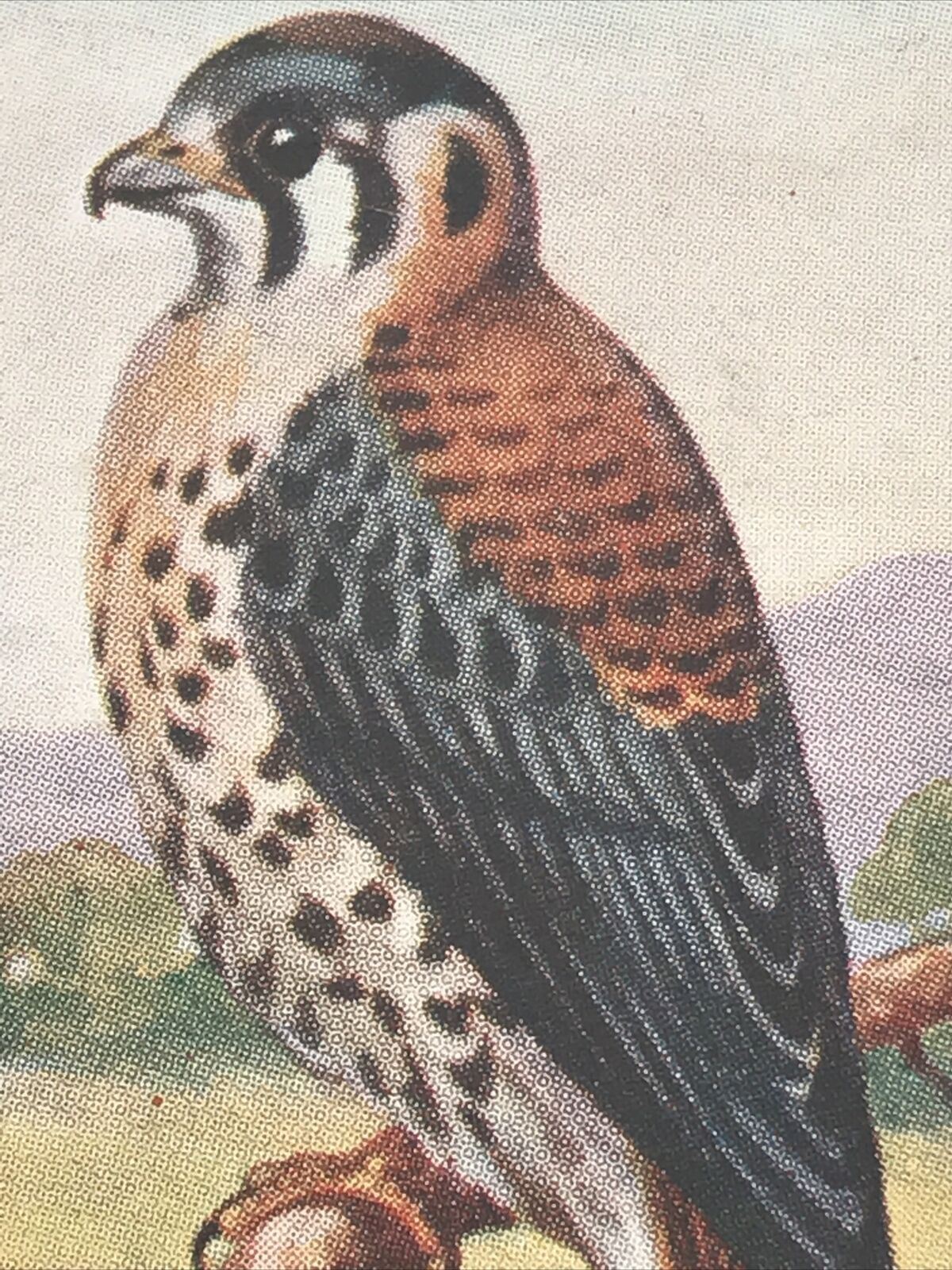 AMERICAN SPARROW-HAWK Ogden’s Cigarette Card, FOREIGN BIRDS #23 Falcon 1924
